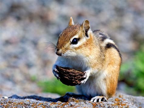 ardilla comiendo